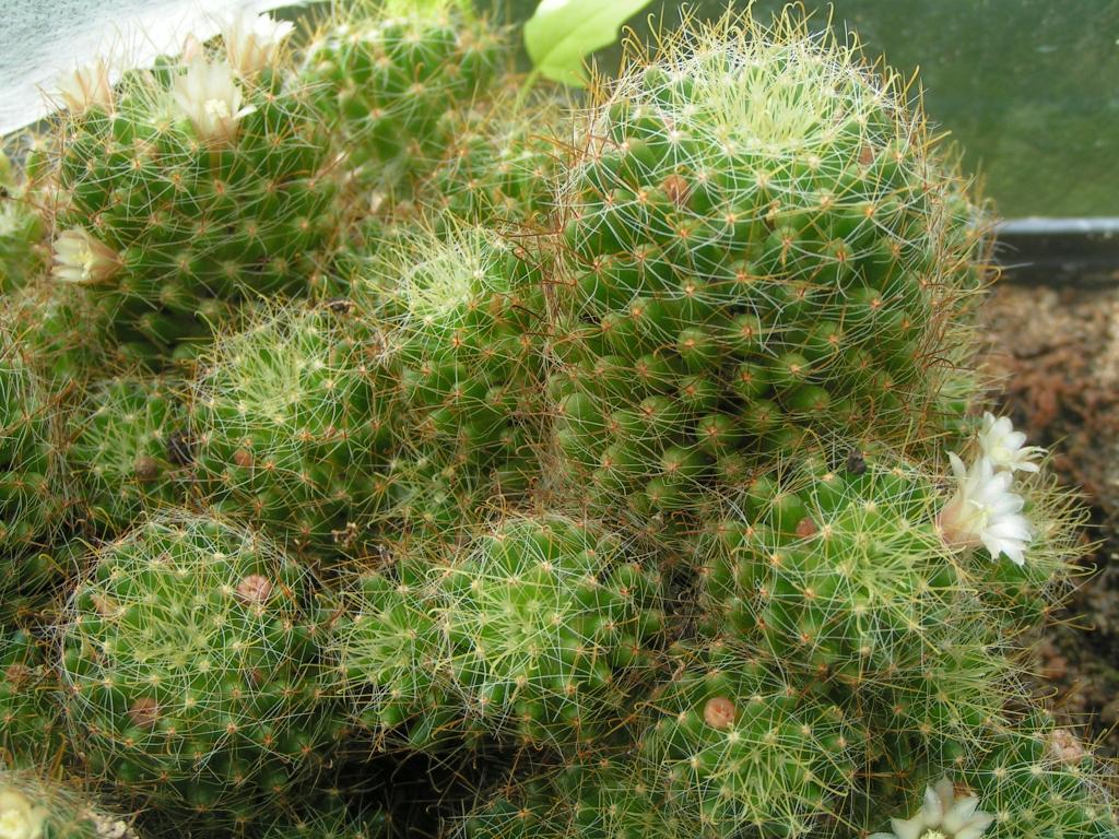 Mammillaria wildii